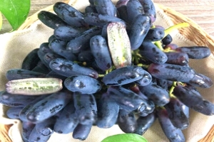 Món Quà Từ Thiên Nhiên Giúp Tăng Cường Hệ Miễn Dịch Từ Nho