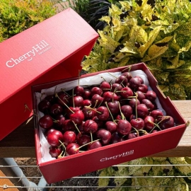 Cherry Hill size 28+