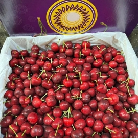 Cherry New Zealand Golden size 28