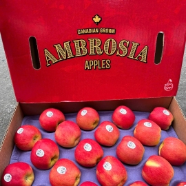 Táo Ambrosia Canada
