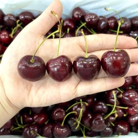 Cherry Trophy NZL 28+