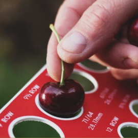 Cherry American size 9.5