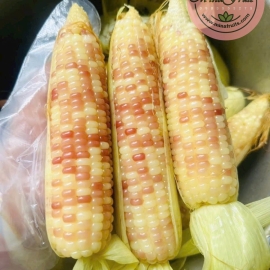 Bắp Nếp Nương Điện Biên (túi 1Kg)