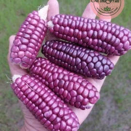 Bắp nếp tím tí hon