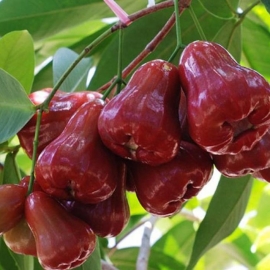 Mận hồng Sóc Trăng