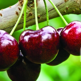 Cherry New Zealand Golden size 28