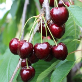 Cherry Kordia size 26- 2kg