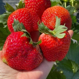 Dâu tây Hana size bi, size nhỡ, size lớn, size vip