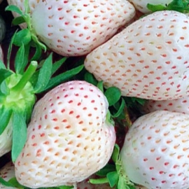 Dâu Bạch Tuyết Hàn Quốc