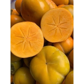 Hồng Fuji Mộc Châu