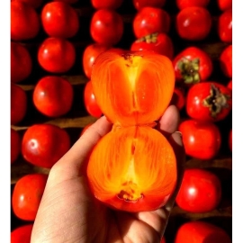 Hồng mềm nhân hậu