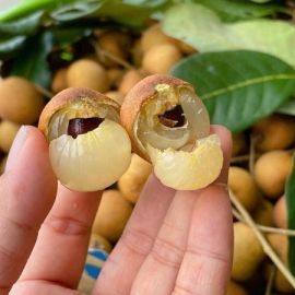 Nhãn tiêu bắp cải