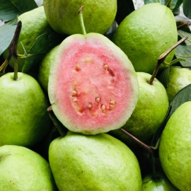 Ổi Trân Châu ruột đỏ