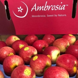 Táo Ambrosia Newzealand