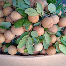 Thanh nhãn Cần Thơ