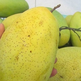 Xoài cát Hòa Lộc da cám